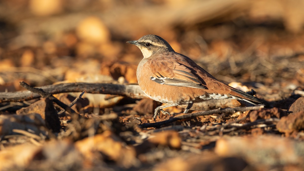 Western Quail-thrush - Chris Young