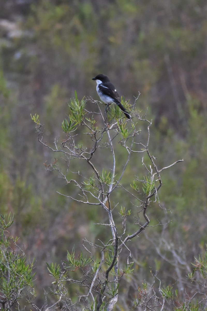 Southern Fiscal - ML154114031
