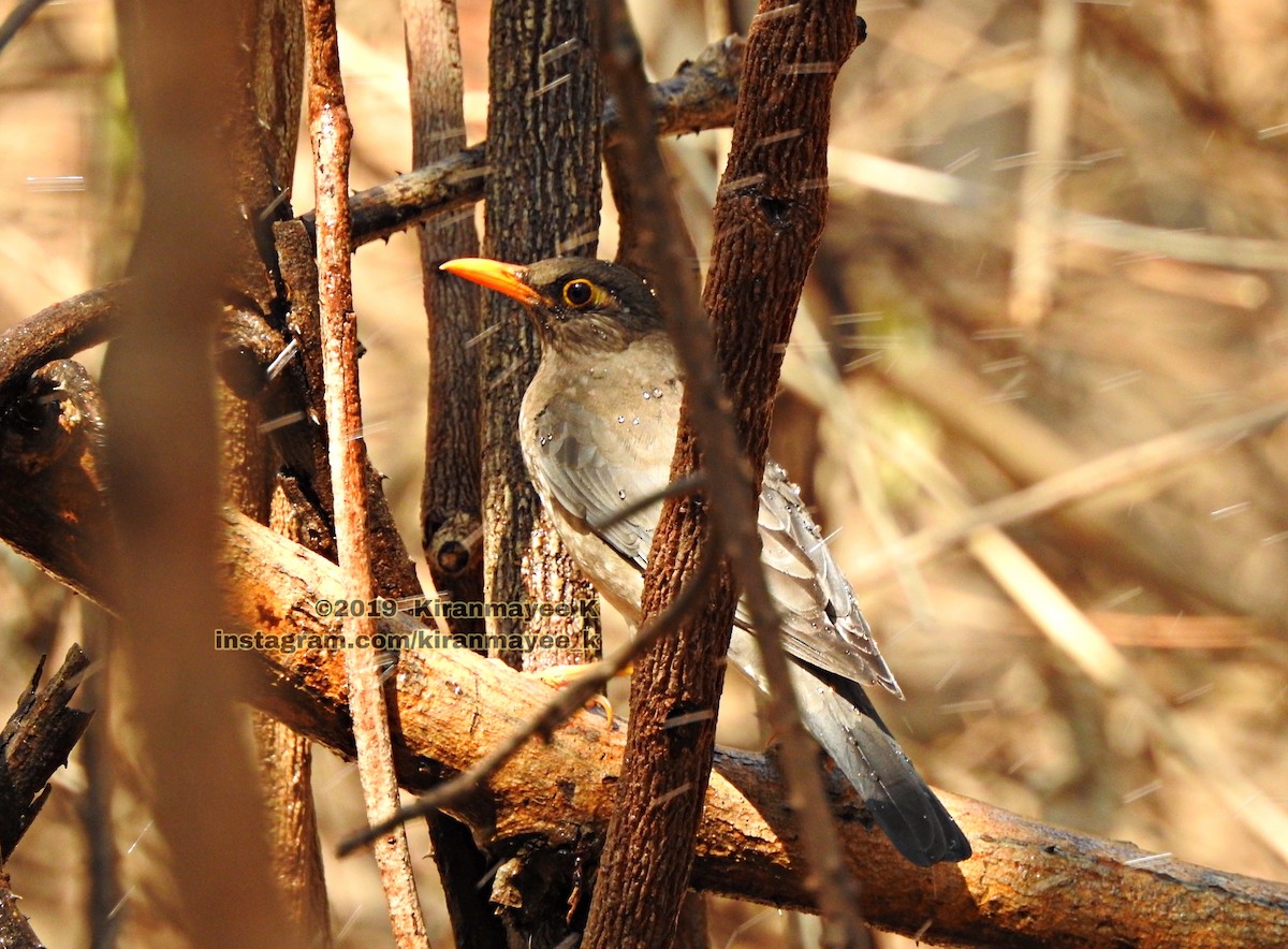 Indian Blackbird - ML154114471