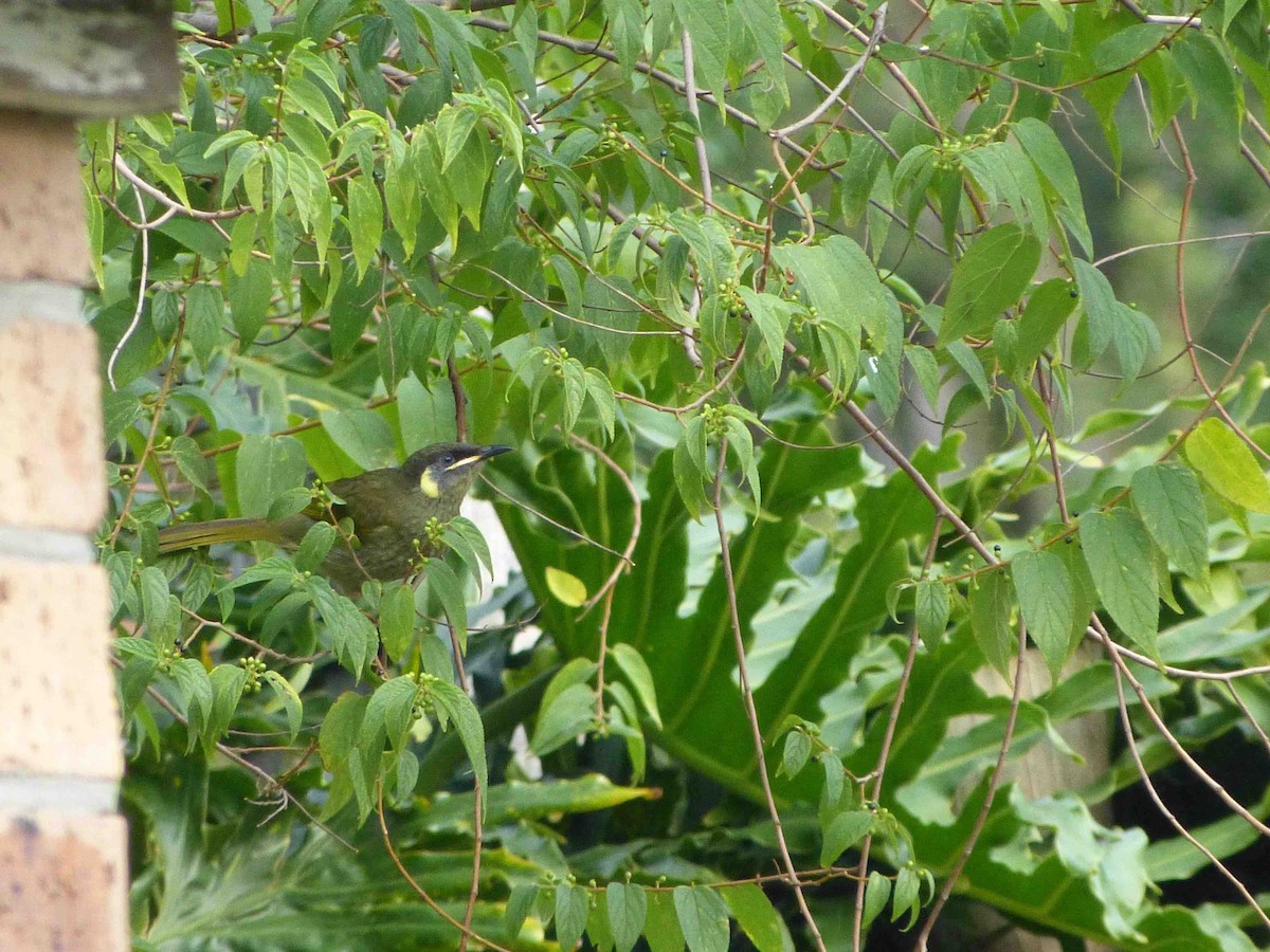 Lewin's Honeyeater - ML154115661