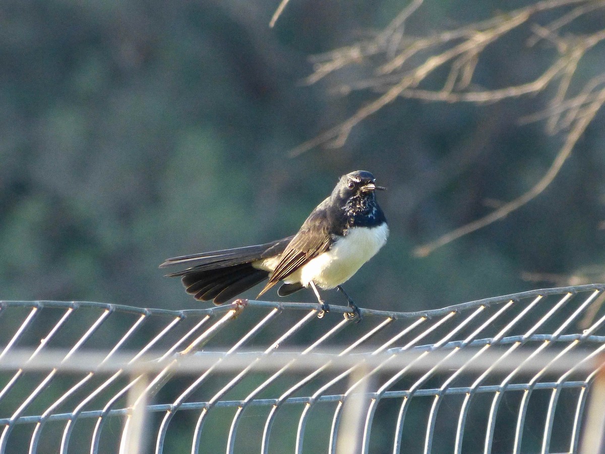 Willie-wagtail - David Vickers