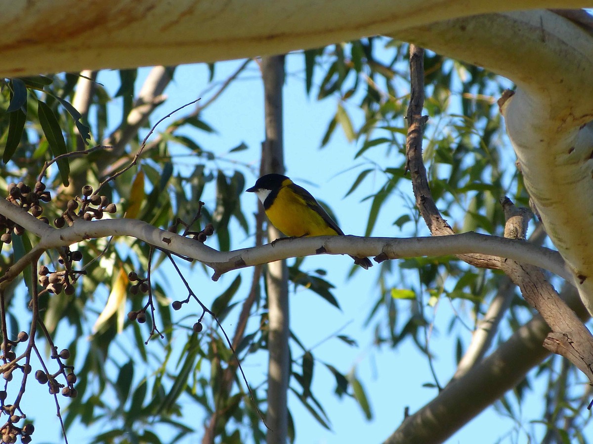 Golden Whistler - David Vickers