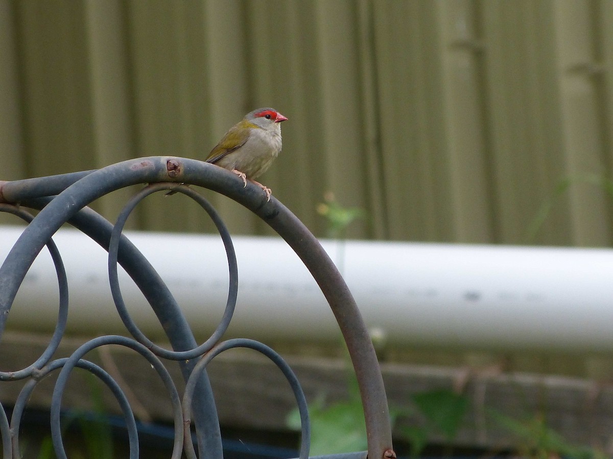 Red-browed Firetail - David Vickers