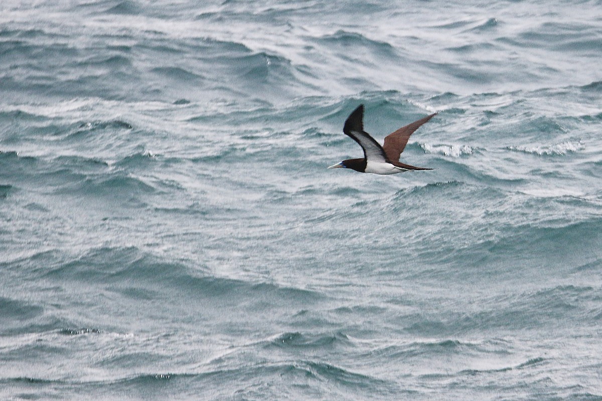 terej žlutonohý - ML154118201