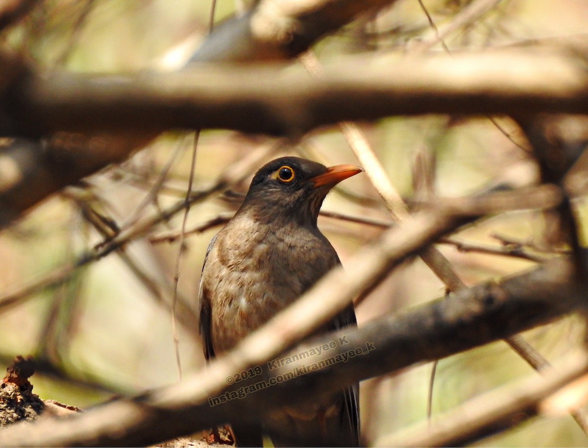 Indian Blackbird - ML154118221