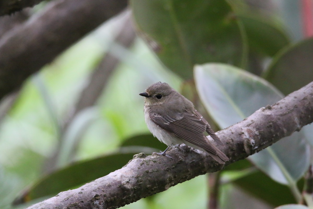 Narcissus Flycatcher - ML154118291