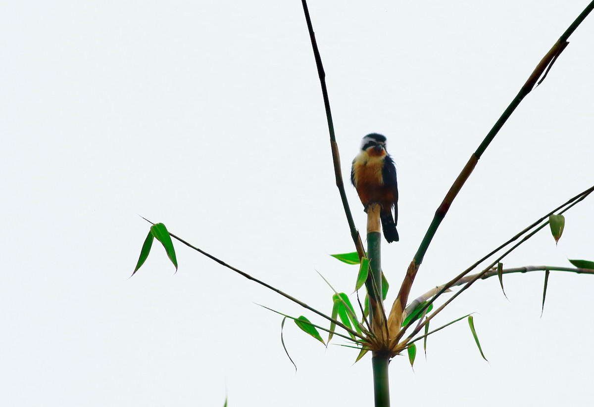 Collared Falconet - ML154118351