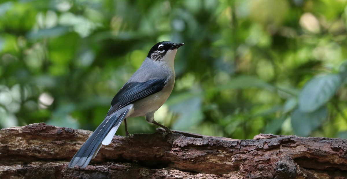 Black-headed Sibia (Lang Bian) - Edmond Sham