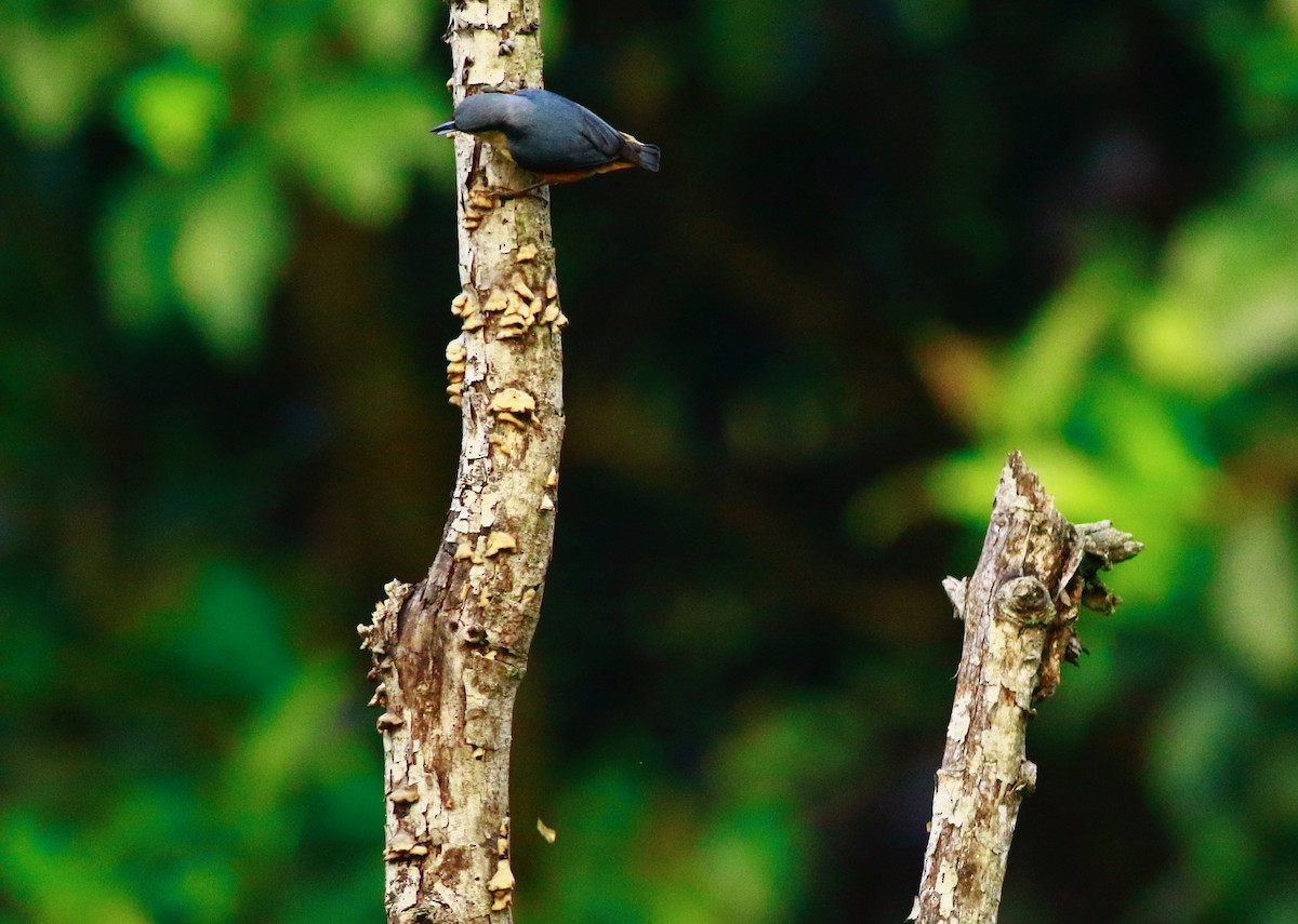 Chestnut-bellied Nuthatch - ML154118651