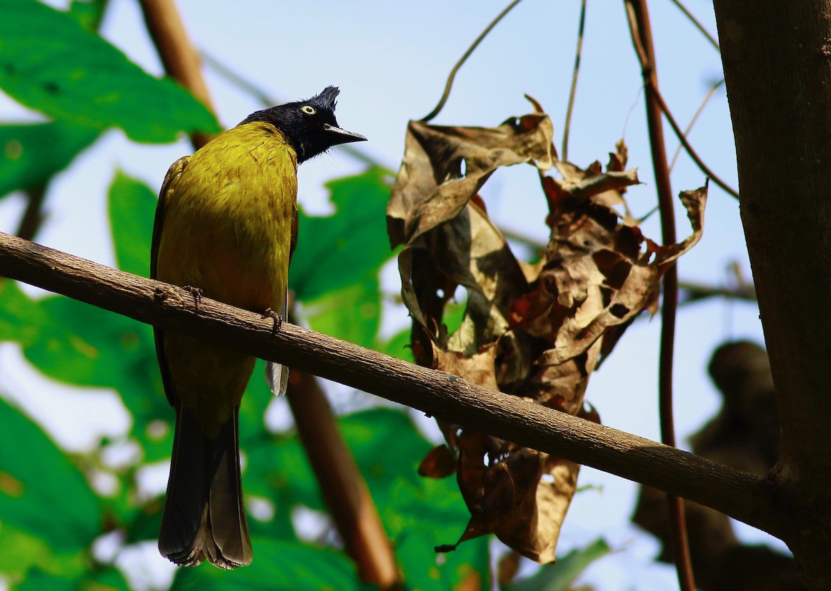 Black-crested Bulbul - ML154118691