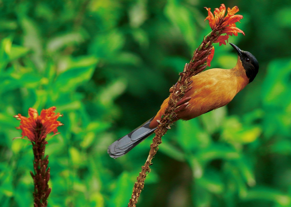 Rufous Sibia - Sudhir Herle