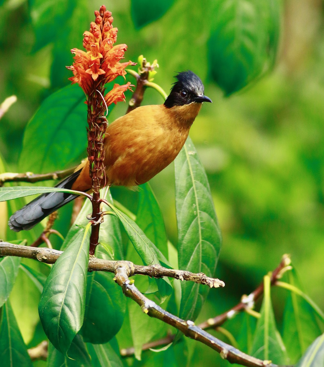 Rufous Sibia - ML154118881