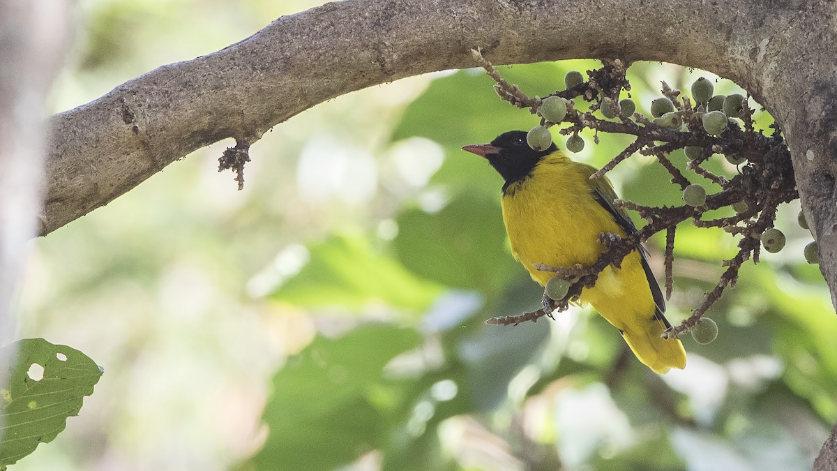 African Black-headed Oriole - ML154119061