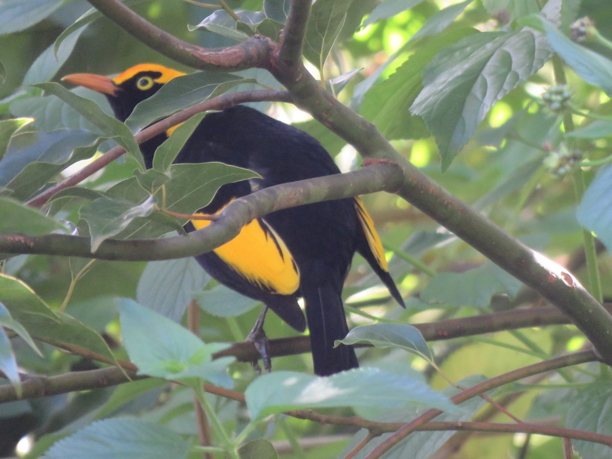 Regent Bowerbird - ML154122801