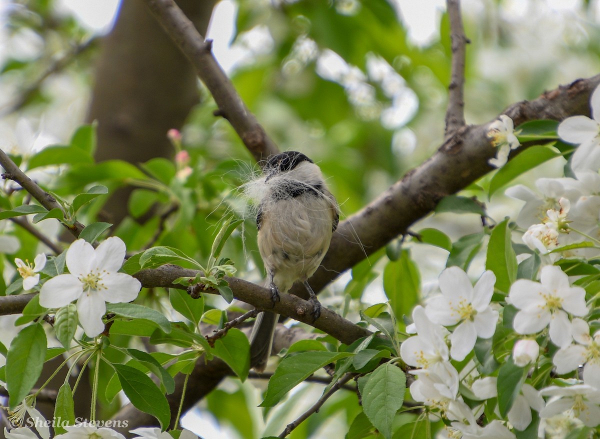 Black-capped Chickadee - ML154122811