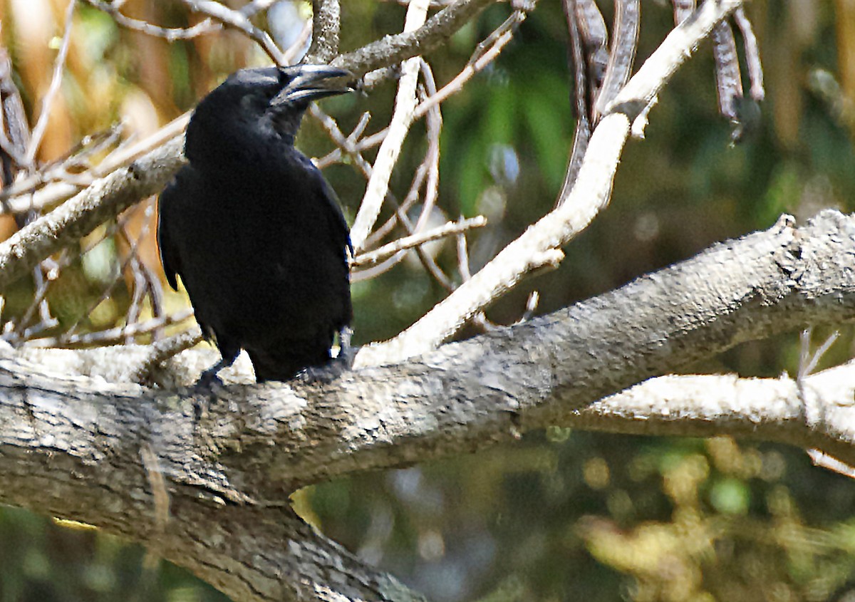 Cuban Crow - ML154124021