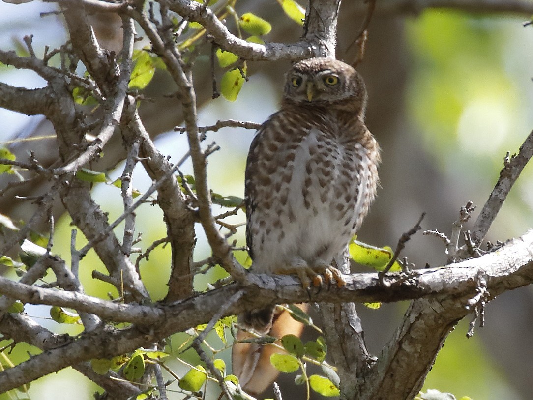 Cuban Pygmy-Owl - ML154124131