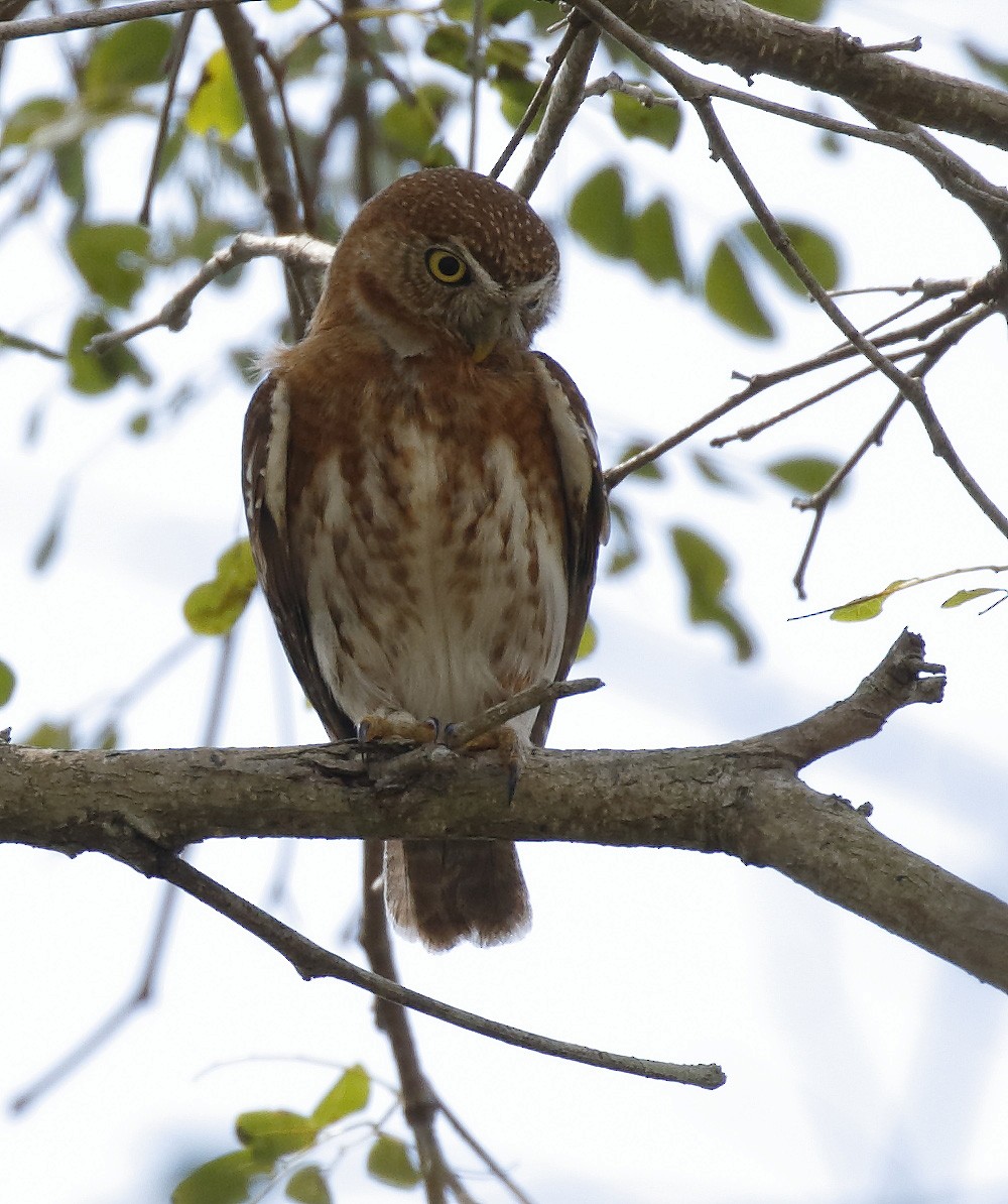 Cuban Pygmy-Owl - ML154124141