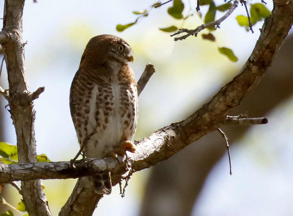 Cuban Pygmy-Owl - ML154124171