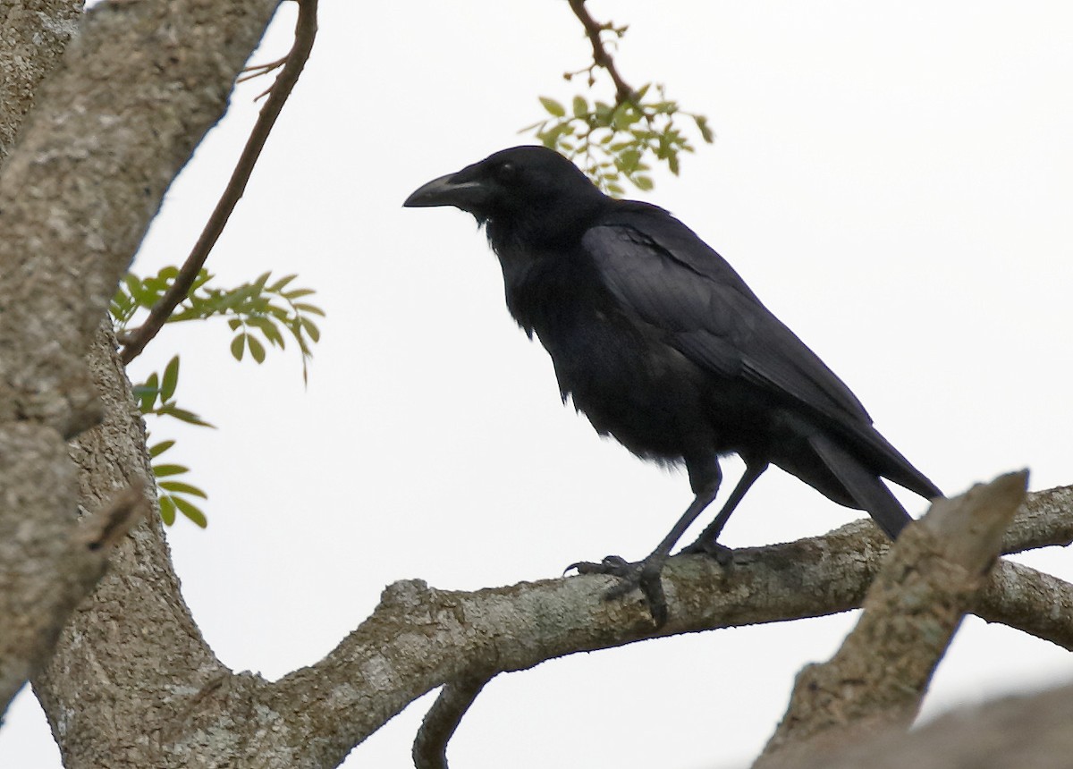 Cuban Palm-Crow - Dave Curtis