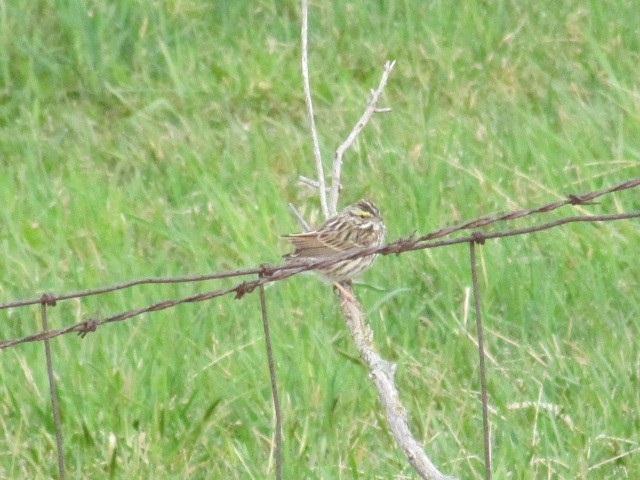 Savannah Sparrow - ML154125441