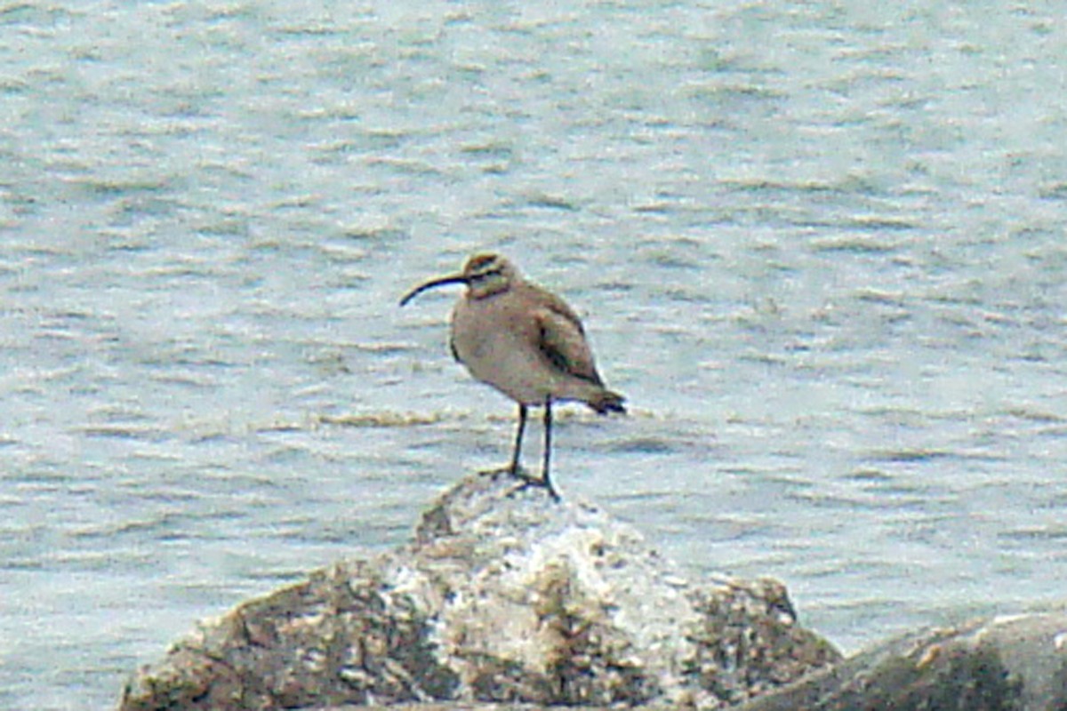 Whimbrel - ML154125551