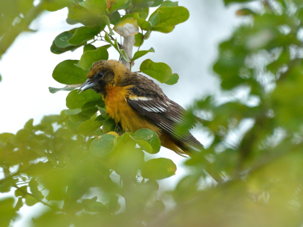 Baltimore Oriole - ML154127931