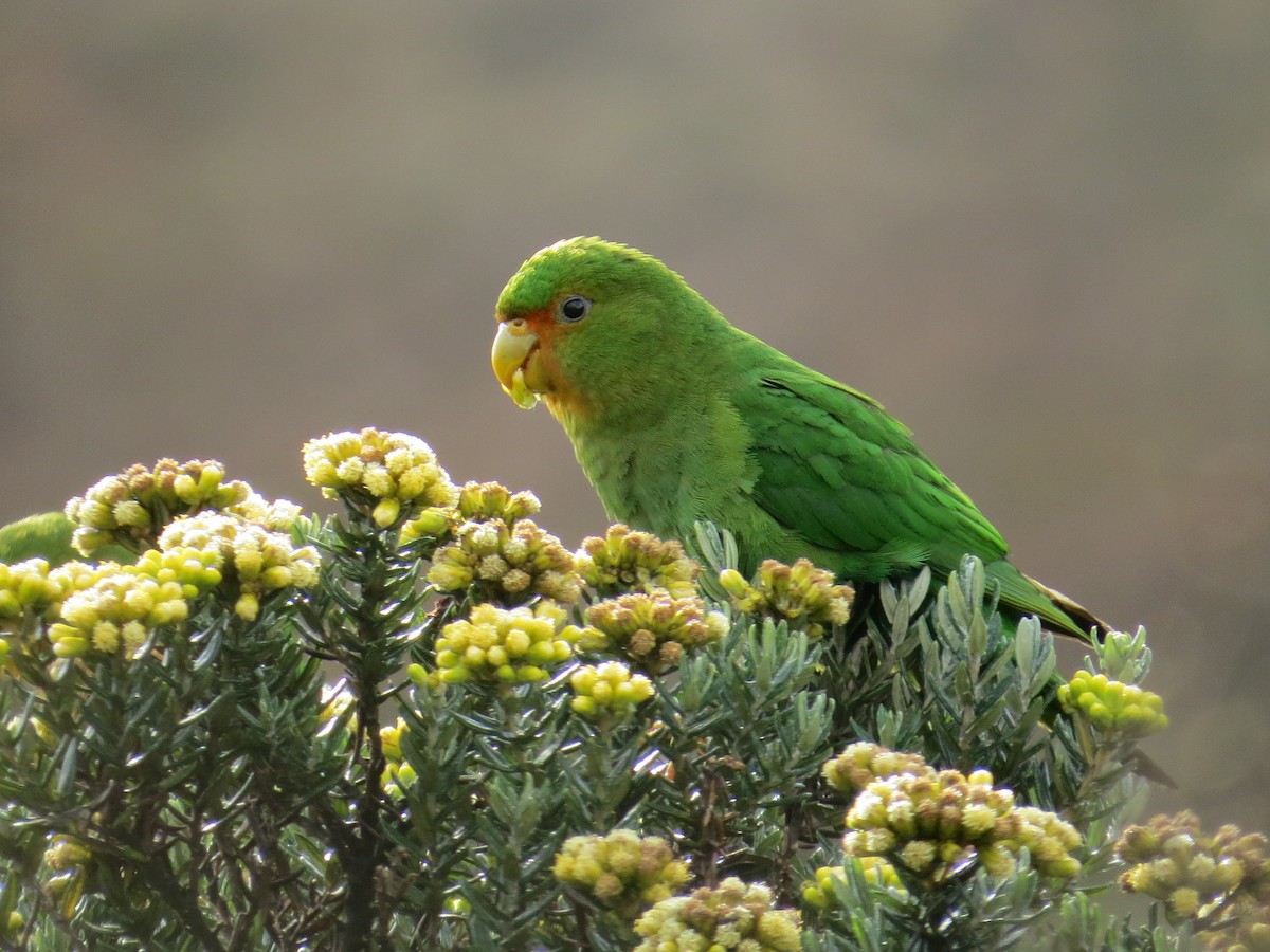 Rufous-fronted Parakeet - Juan carlos Hincapie consonni