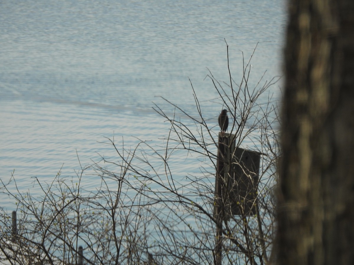 Green Heron - ML154131761