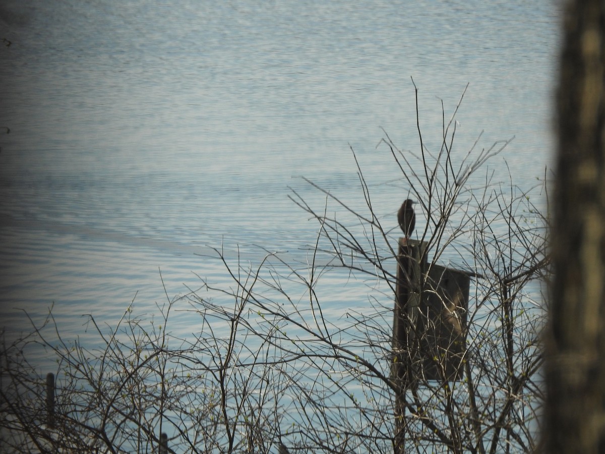 Green Heron - ML154131771