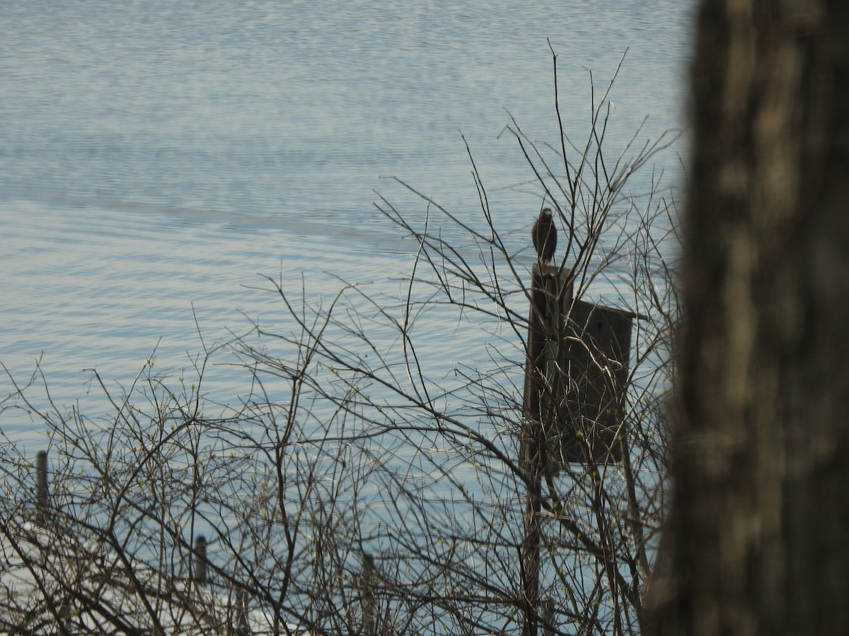 Green Heron - ML154131781