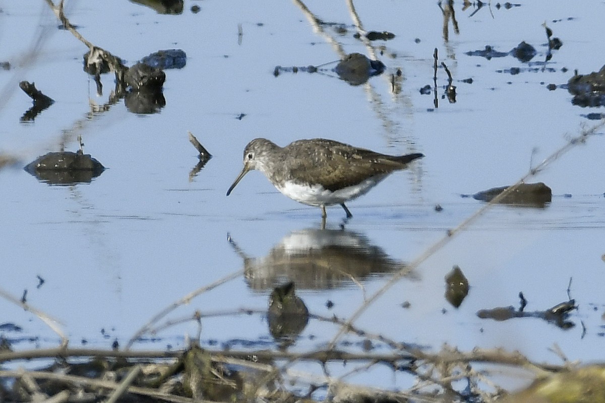 Green Sandpiper - ML154132751