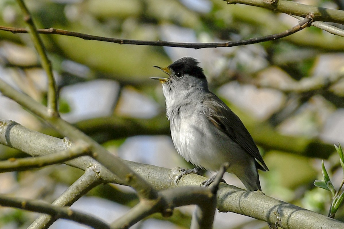 Eurasian Blackcap - ML154132871