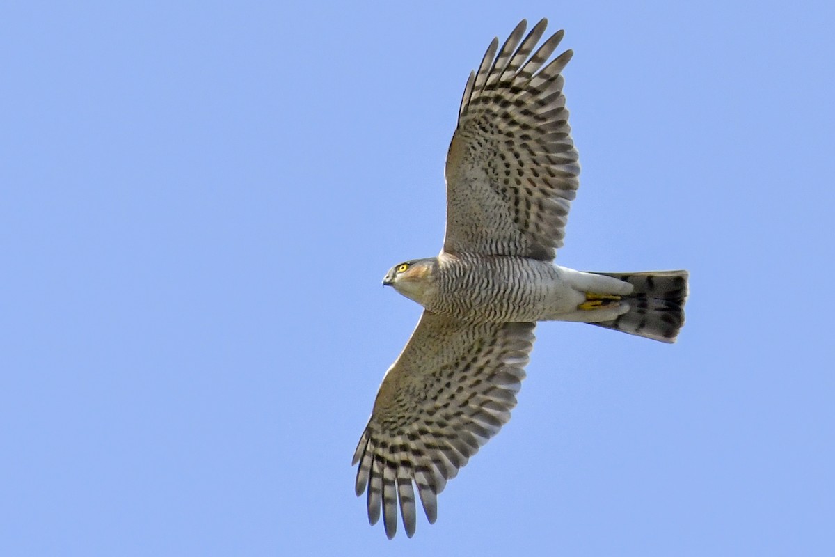 Eurasian Sparrowhawk - Magnus Andersson