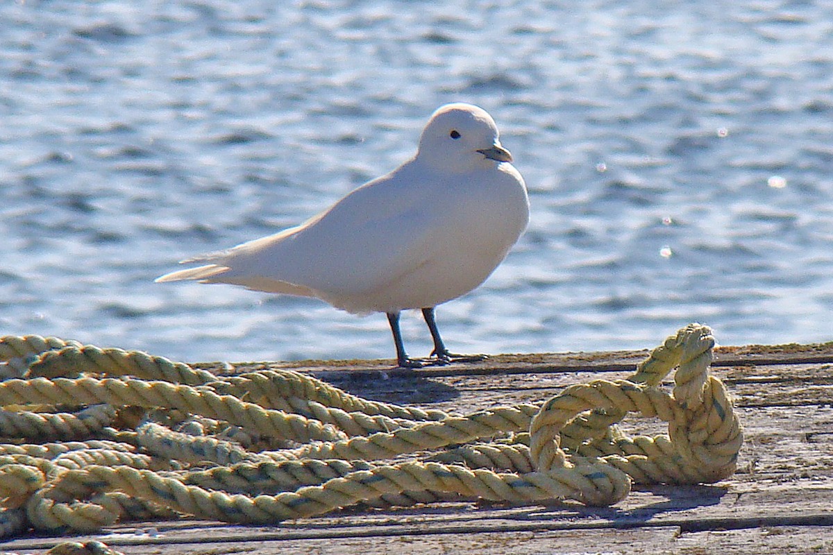 Ivory Gull - CAROL MACNEILL