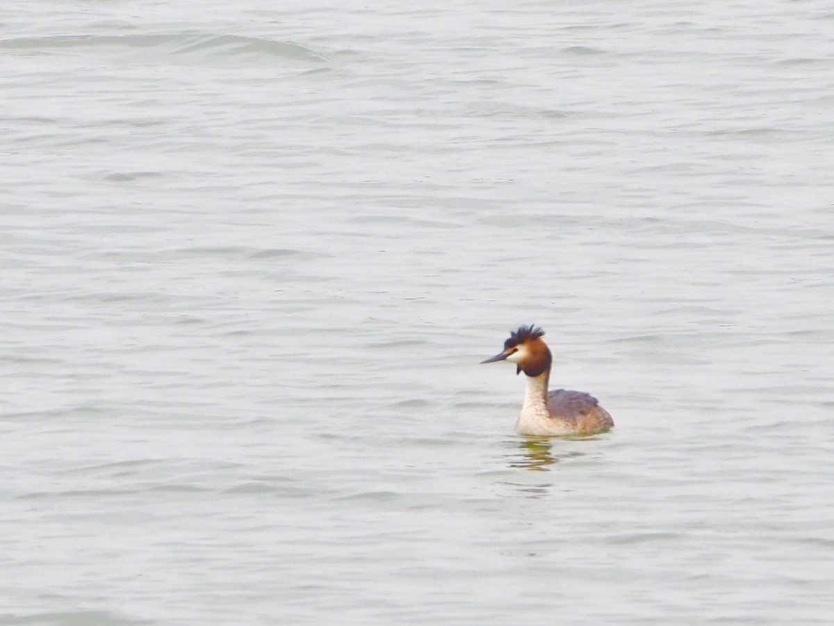 Great Crested Grebe - ML154137261