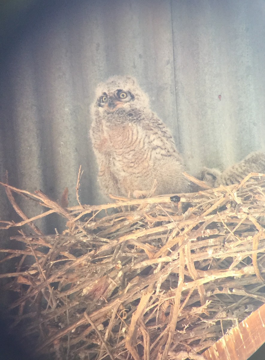 Great Horned Owl - ML154138171