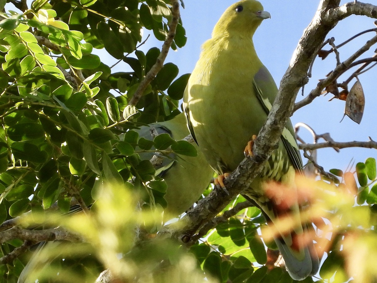 Мадагаскарский зелёный голубь - ML154138291