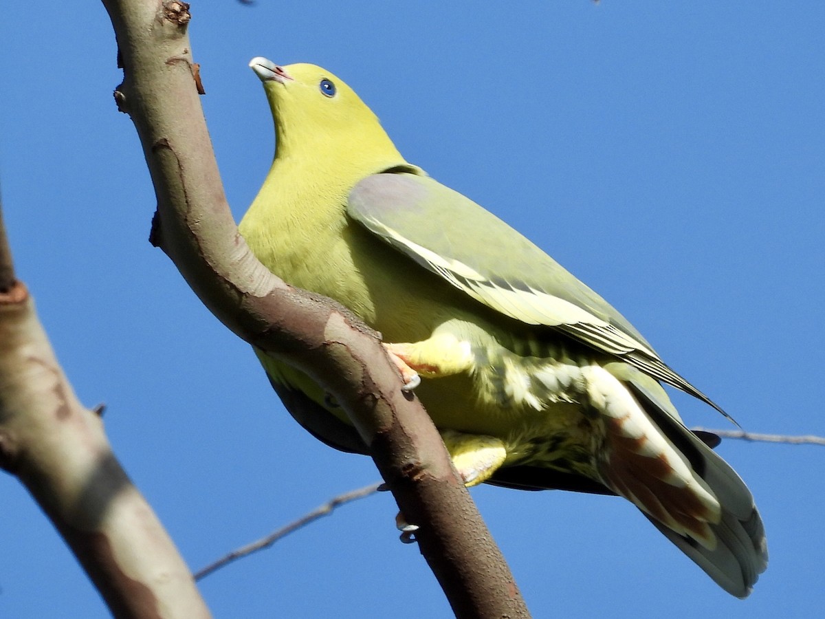 Мадагаскарский зелёный голубь - ML154138301