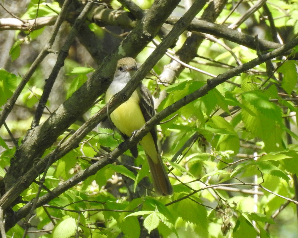 Great Crested Flycatcher - ML154140461