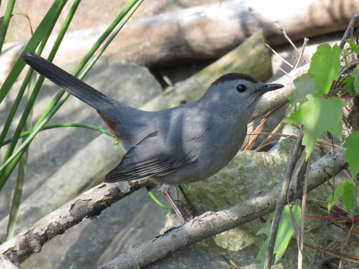 Gray Catbird - ML154142131