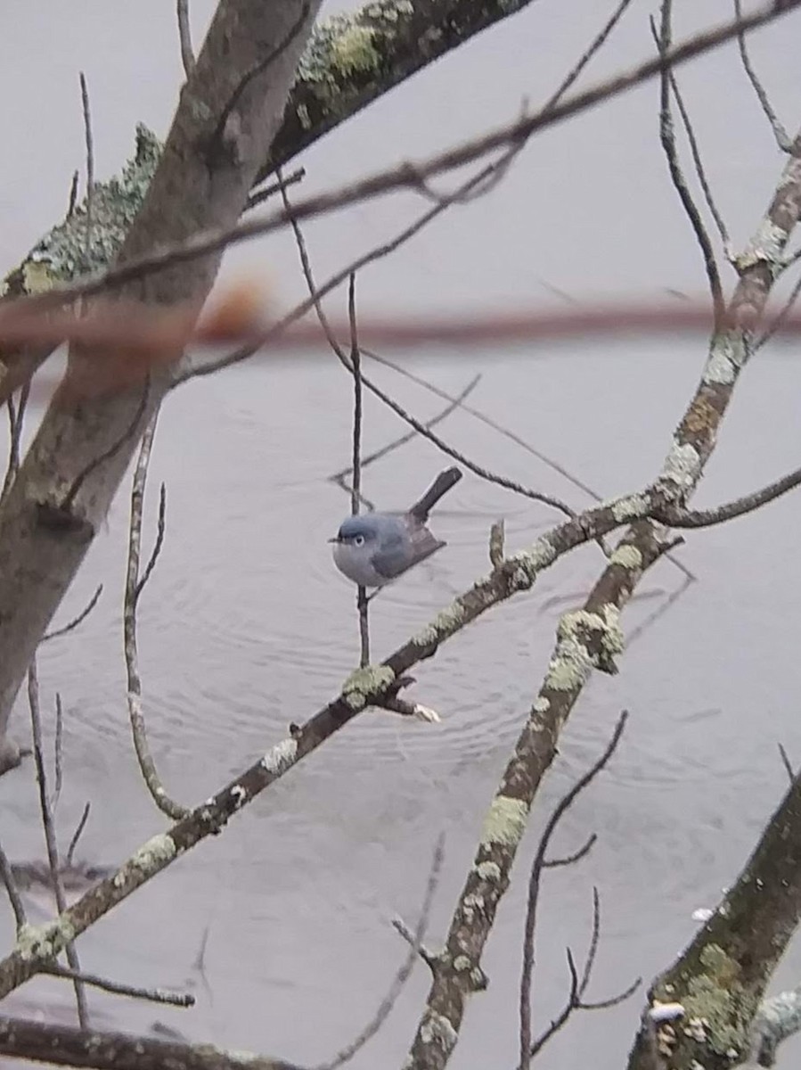 Blue-gray Gnatcatcher - ML154144471