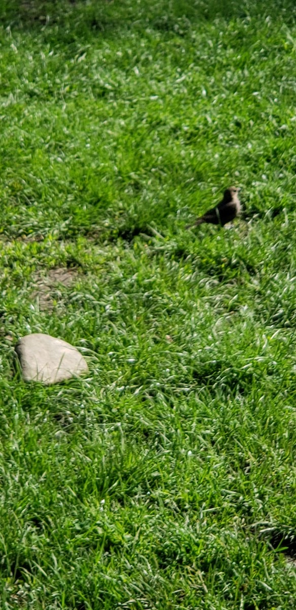 Brown-headed Cowbird - ML154144541
