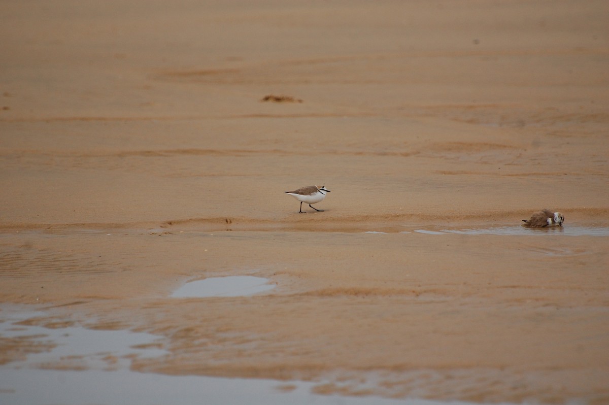 Kentish Plover - ML154146001