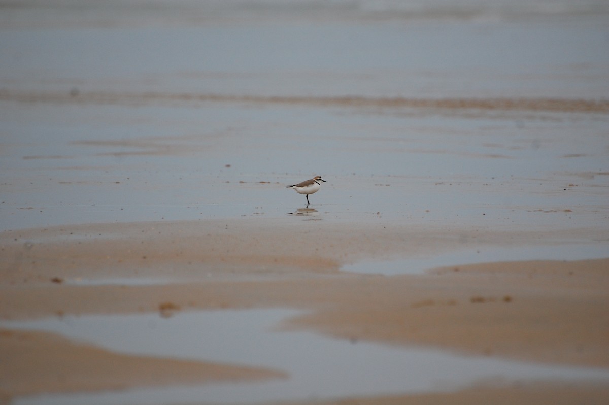 Kentish Plover - ML154146021