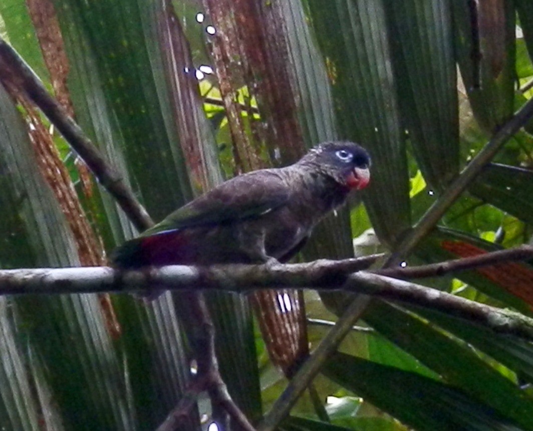 Red-billed Parrot - ML154146721
