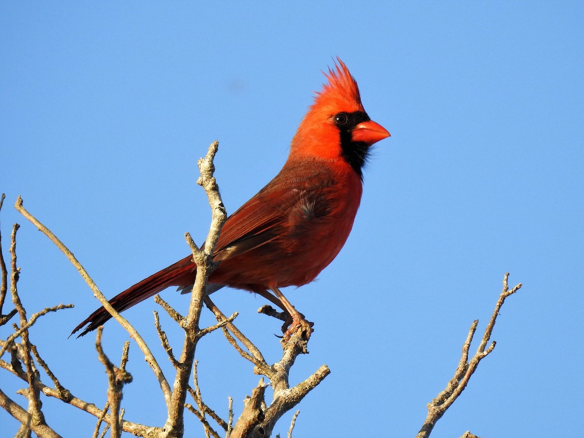 Northern Cardinal - ML154147491