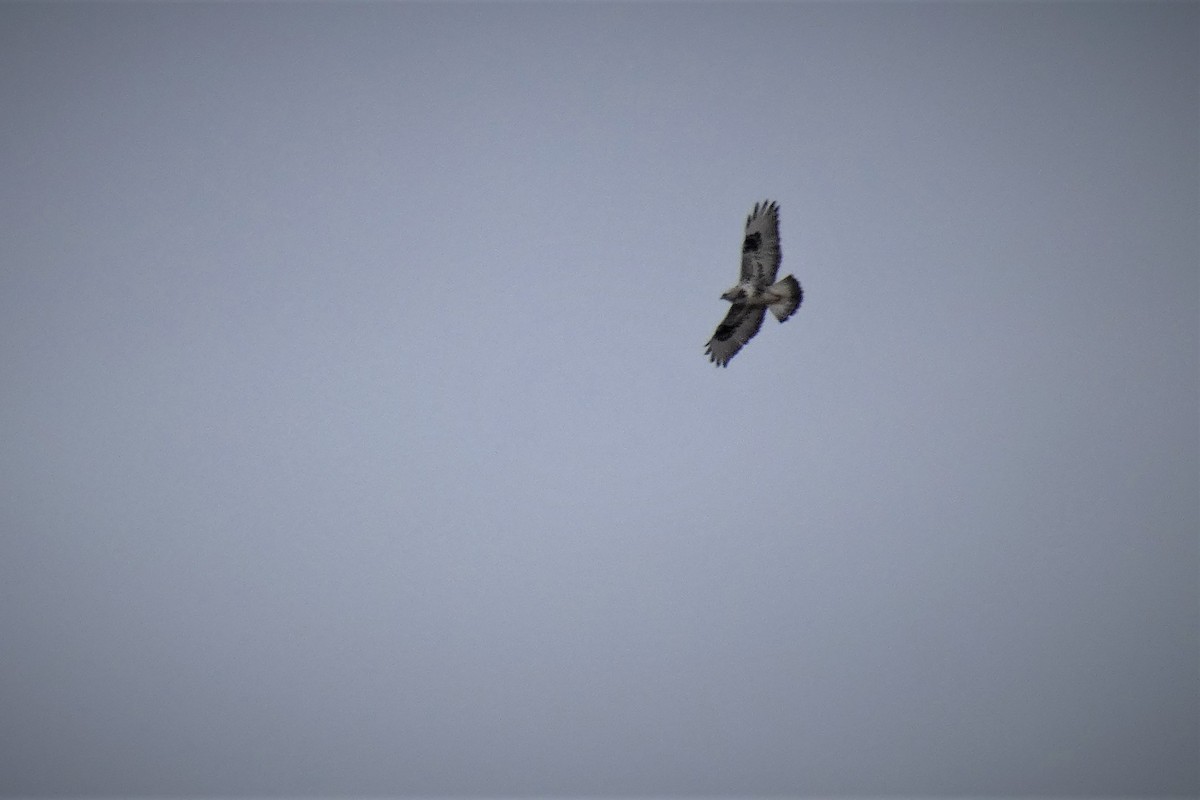 Rough-legged Hawk - Claude Deschênes