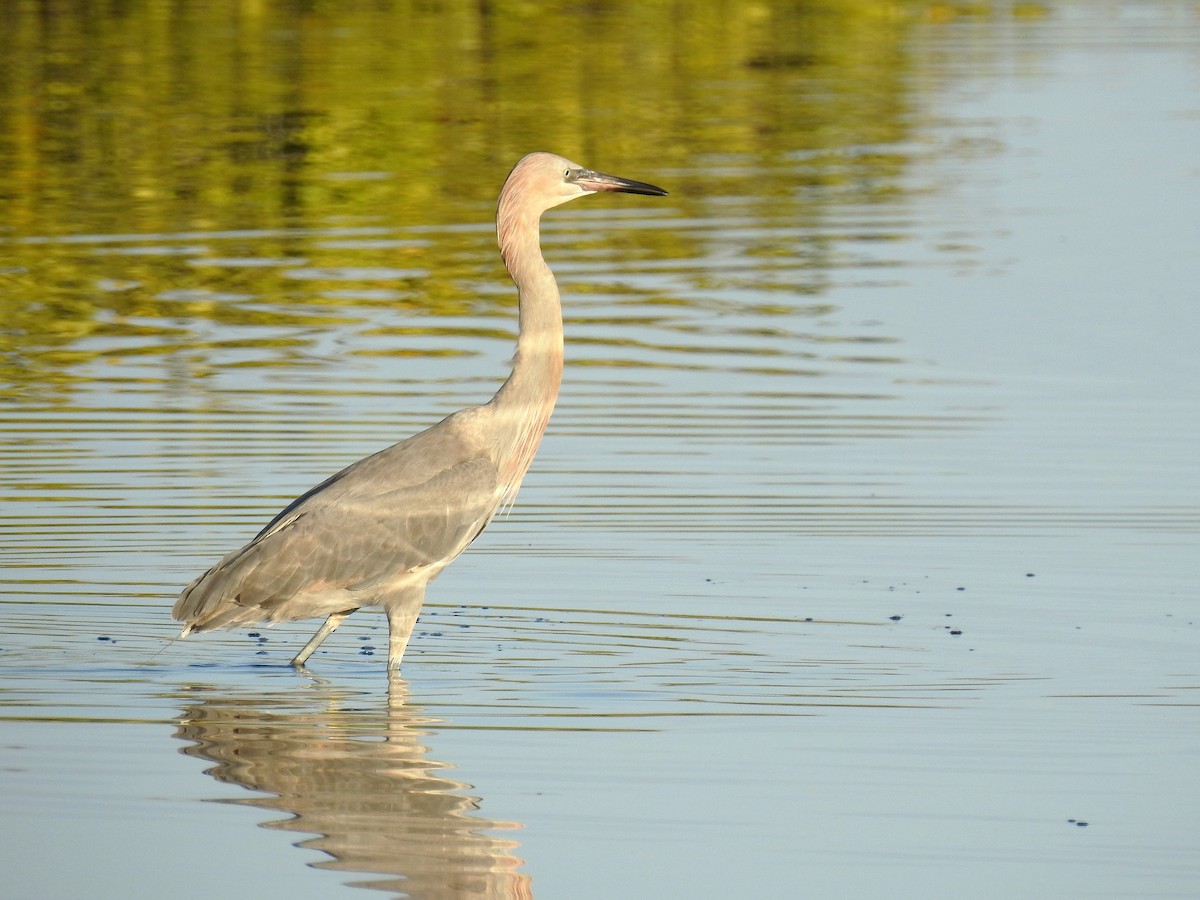 Reddish Egret - ML154147811