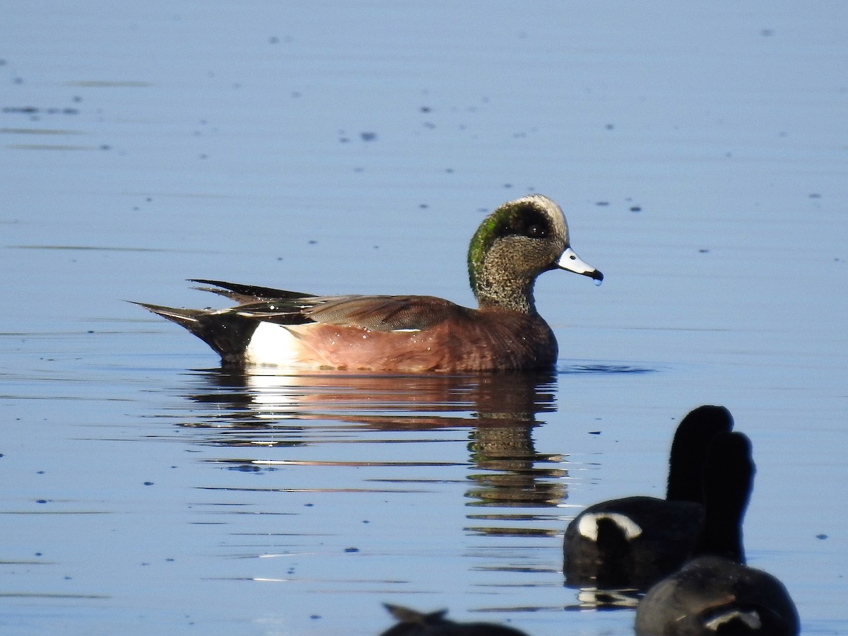 American Wigeon - ML154147991